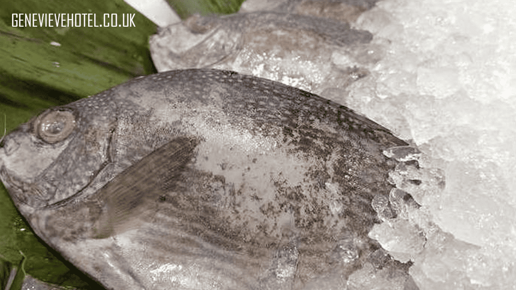 Ikan Baronang: Ketahui 7 Manfaatnya bagi Tubuh
