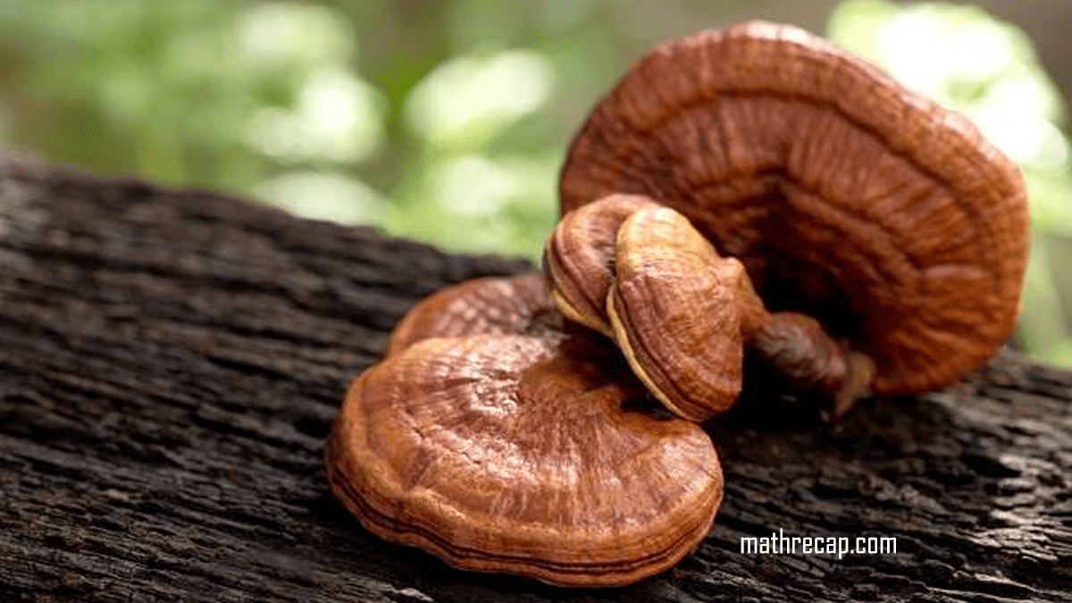Jamur Reishi: Kenali Manfaat dan Risikonya pada Tubuh