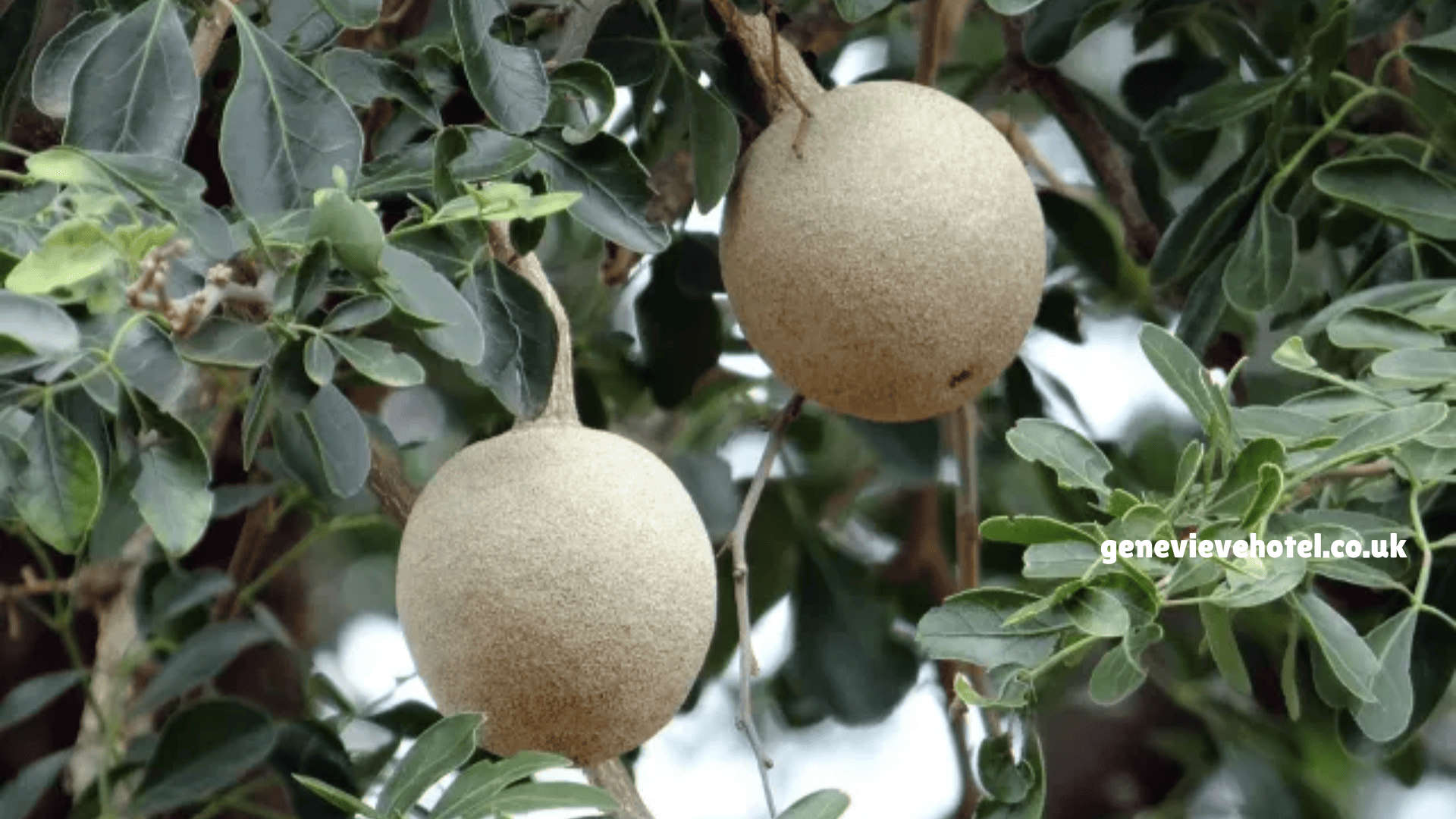 Buah Kawista: Apa Saja Kandungan dan Manfaatnya untuk Kesehatan?