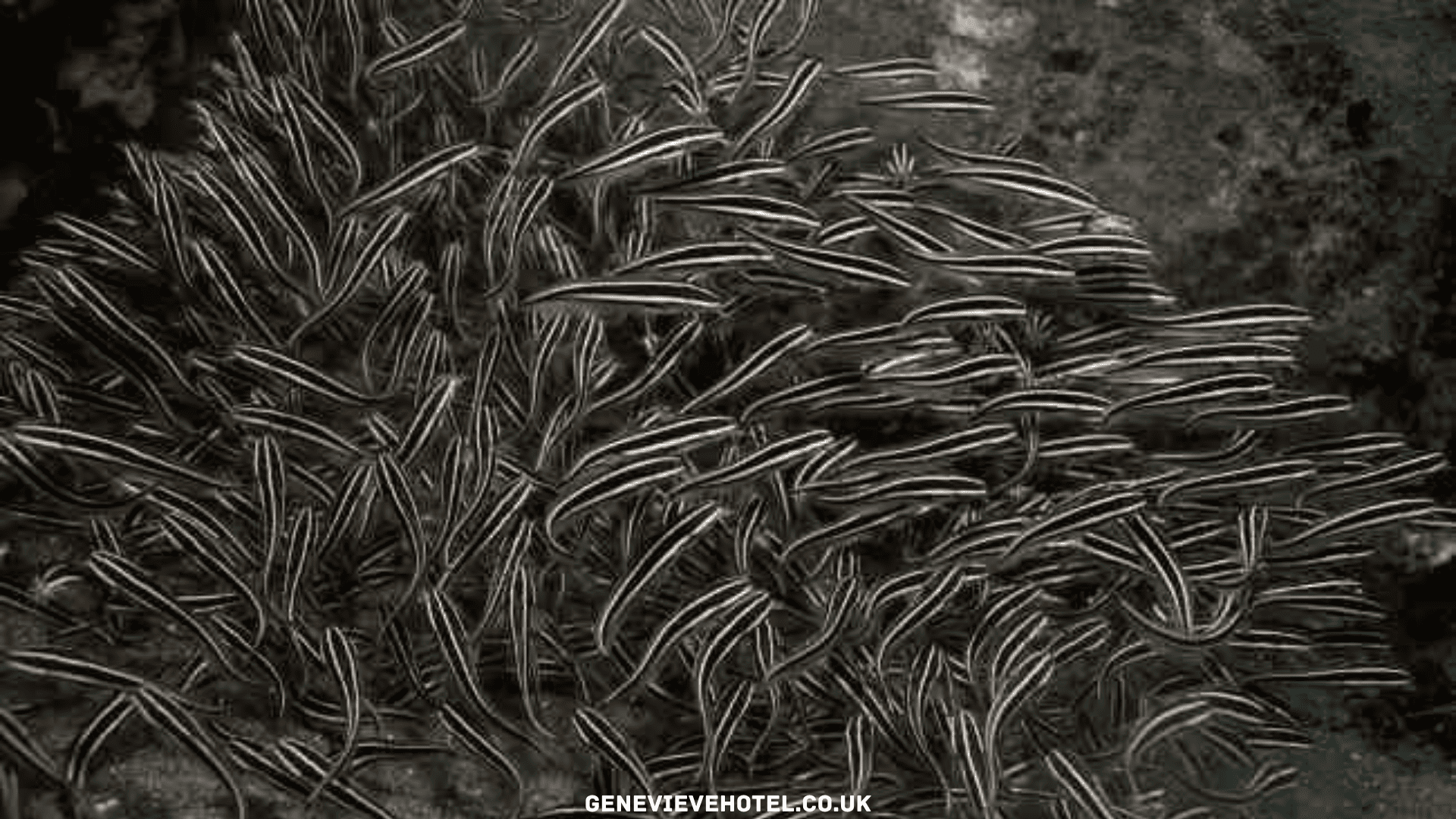 Ikan Sembilang, Kandungan Gizi, Manfaat, dan Tips Mengonsumsinya