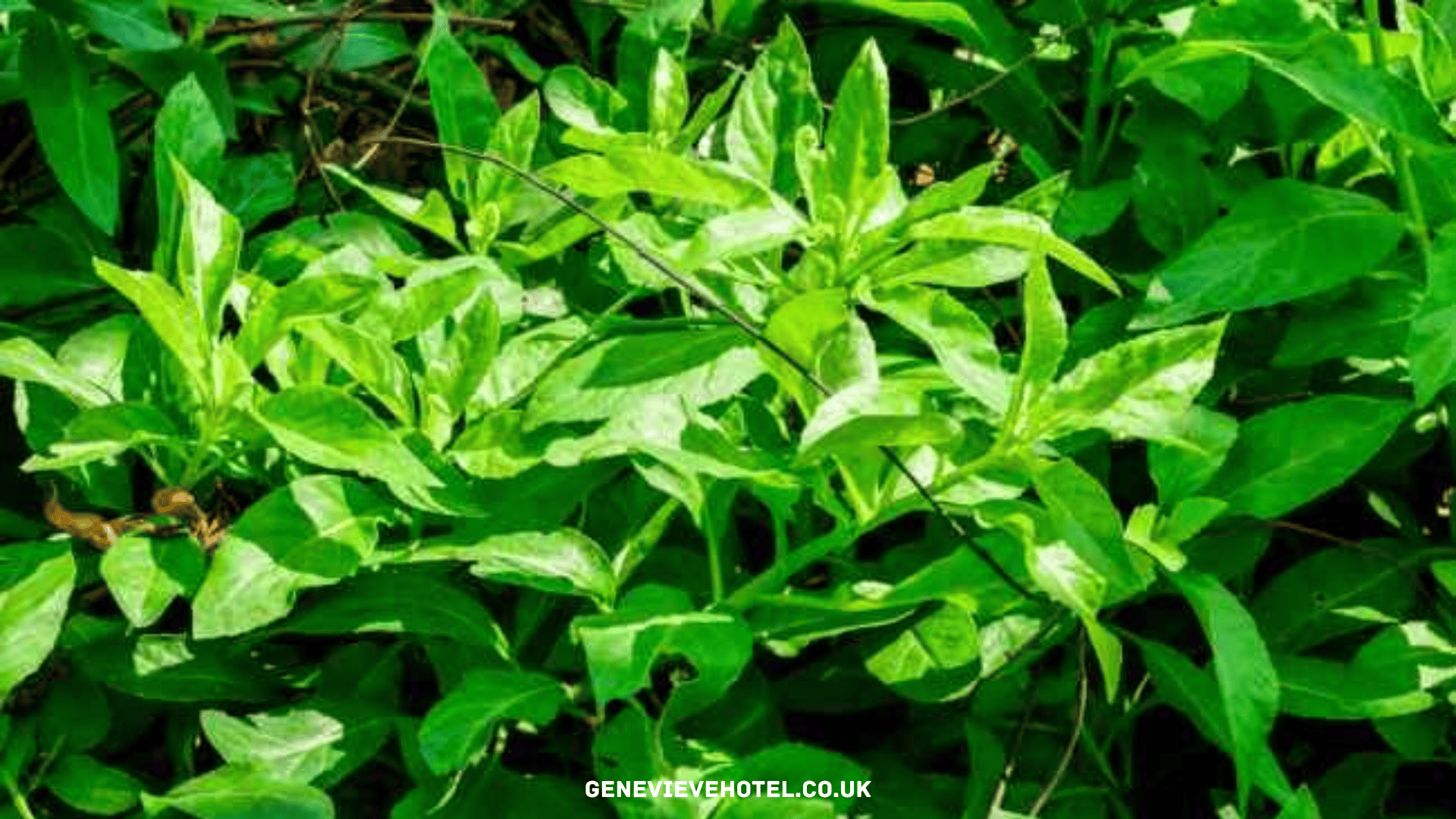 Daun Dewa, Inilah Manfaat dan Cara Mengonsumsinya