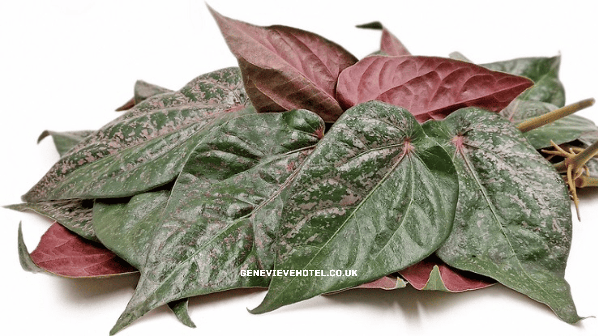 6 Manfaat Daun Sirih Merah bagi Kesehatan